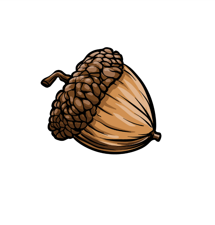 How To Draw An Acorn