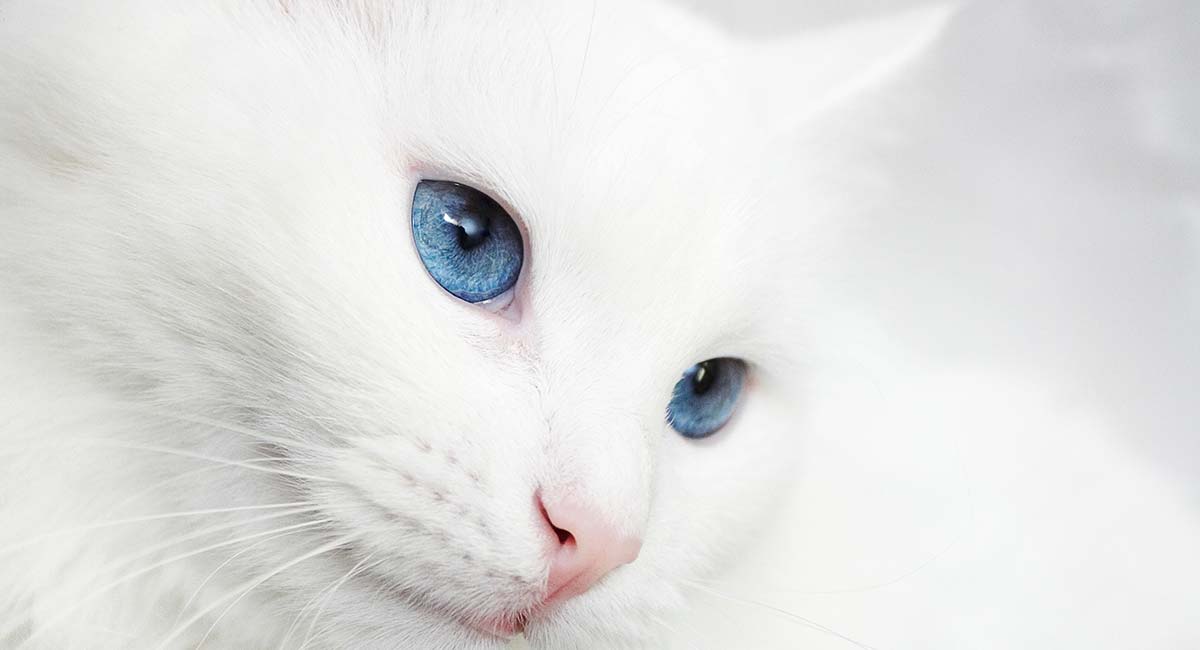 White-Cat-Breeds